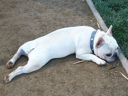 Фото породы Французский бульдог