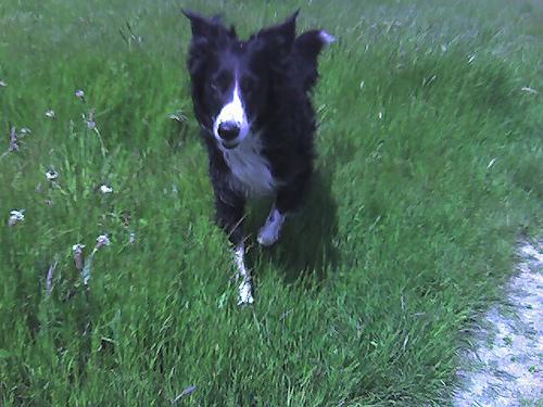 Бордер‑колли фото 5