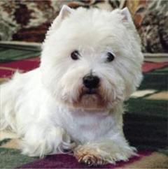 Вест‑хайленд‑уайт‑терьер — фото породы