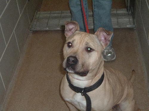 Стаффордширский бультерьер фото 1