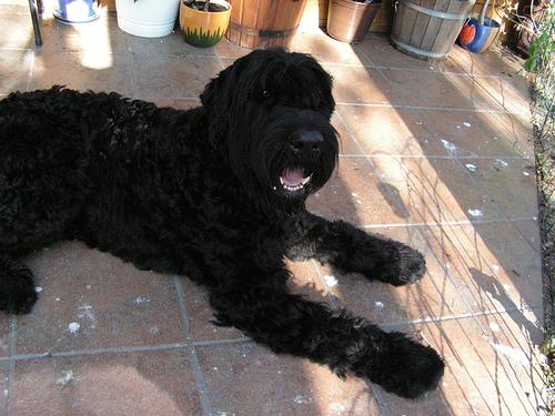 Ризеншнауцер (гигантский шнауцер) фото 1