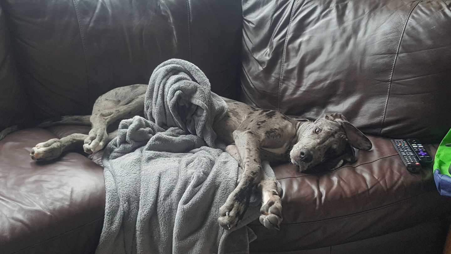 Немецкий дог (Great Dane) фото 10