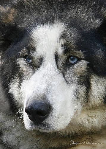 Фото породы Американская эскимосская собака (Eskimo)