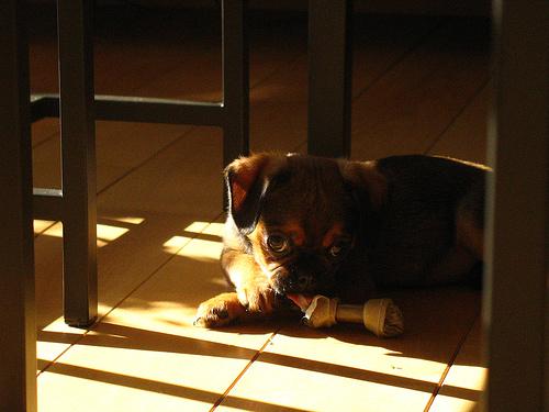 Брюссельский гриффон (брабансон) фото 5