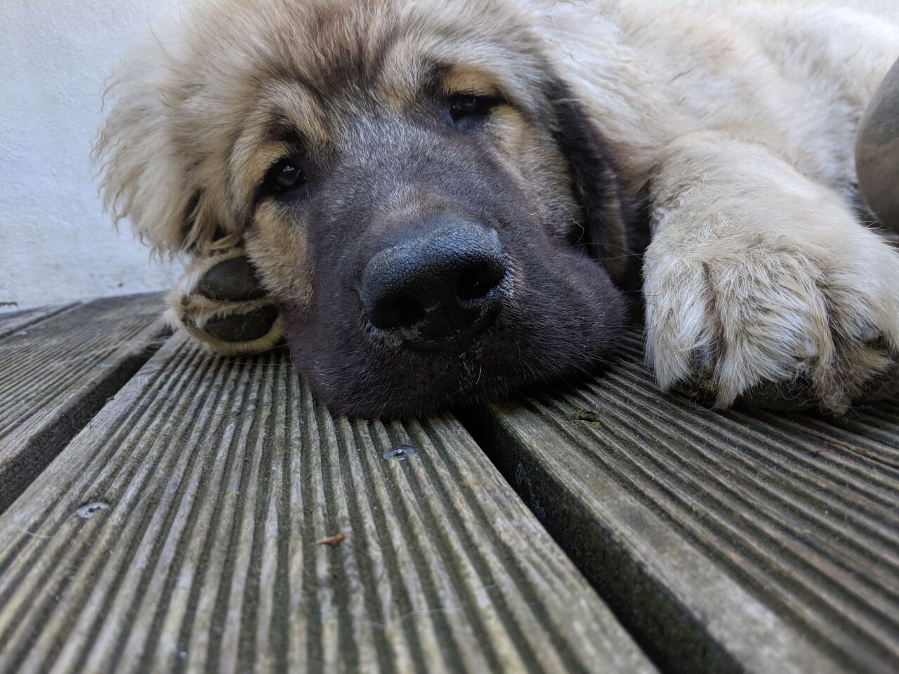 Кавказская овчарка фото 12