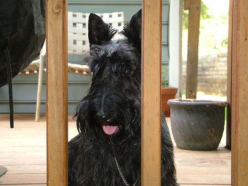 Шотландский терьер (скотч‑терьер) фото 10