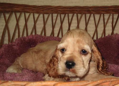 Английский кокер‑спаниель фото 12