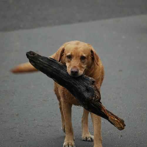 Золотистый ретривер (Golden Retriever) фото 5
