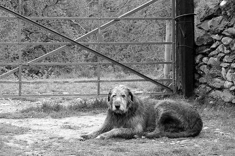 Ирландский волкодав фото 6