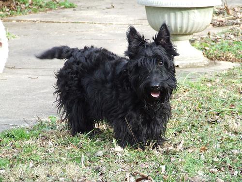 Шотландский терьер (скотч‑терьер) фото 2