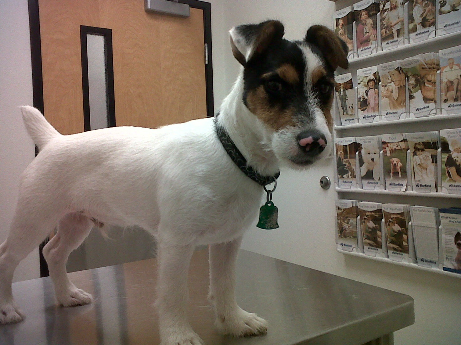 Джек‑рассел‑терьер фото 3