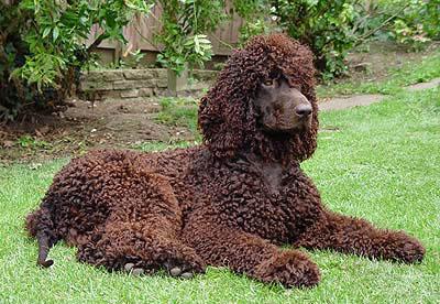 Ирландский спаниель (ирландский водяной спаниель) — фото породы