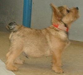 Норвич‑терьер фото 9