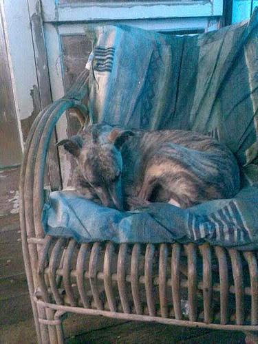 Уиппет (Whippet) фото 9