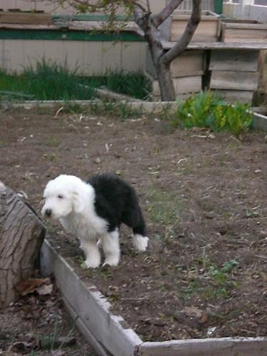 Английская овчарка (английская пастушья собака) фото 7