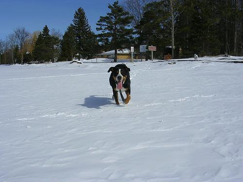 Бернская горная пастушья собака (бернский зенненхунд) фото 6