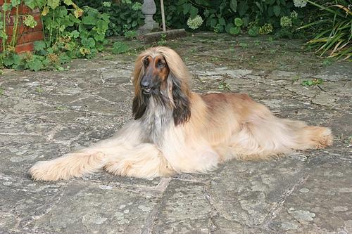 Афганская борзая (hound‑afghan) фото 5