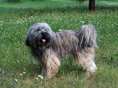 Тибетский терьер фото 4