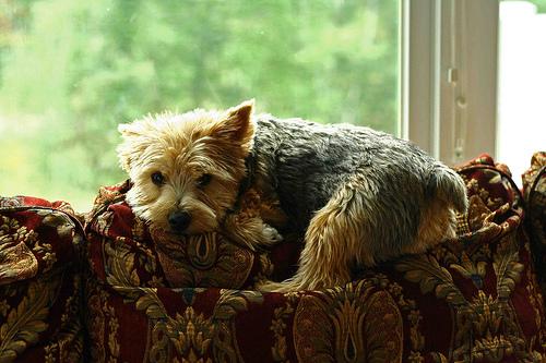 Норвич‑терьер фото 6