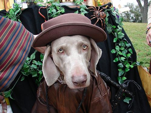 Веймаранер фото 9