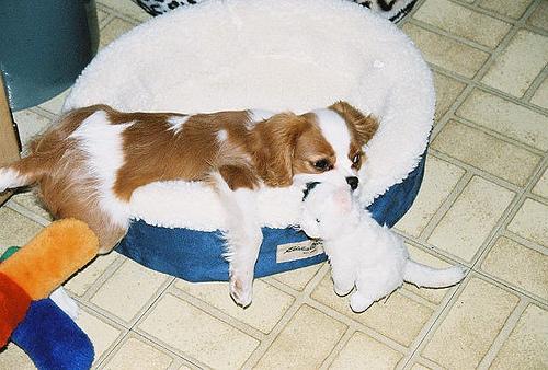 Кавалер‑кинг‑чарльз‑спаниель (тип бленхейм) фото 8