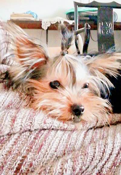 Йоркширский терьер фото 2