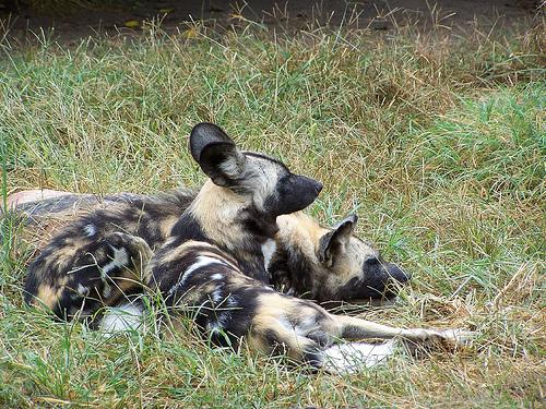 Африканский дикий пёс (африканская дикая собака, расписной волк) фото 10