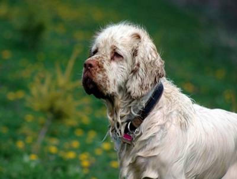 Фото породы Кламбер‑спаниель