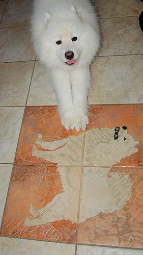 Самоед фото 7