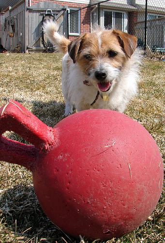 Той‑терьер фото 6