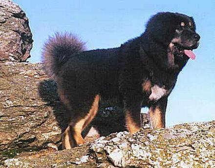 Тибетский мастиф фото 7