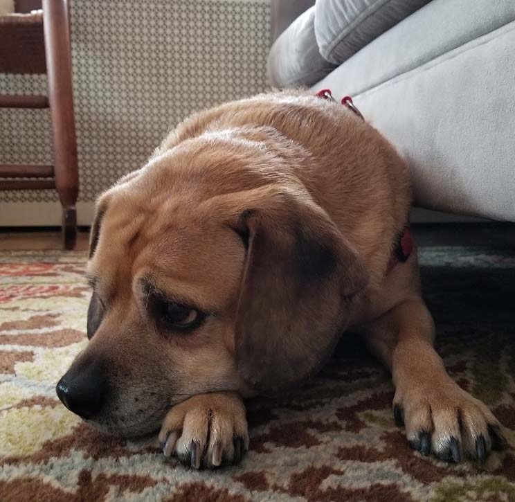 Пагль (пуггл) фото 3