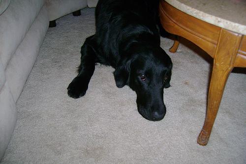 Прямошёрстный ретривер (Flat‑Coated Retriever) — фото породы