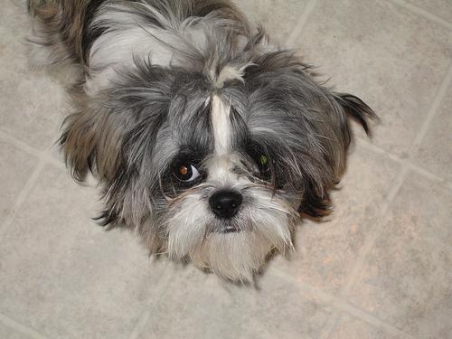 Ши-тцу фото 5