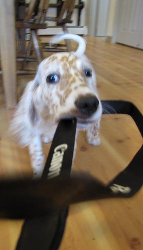 Английский сеттер фото 7