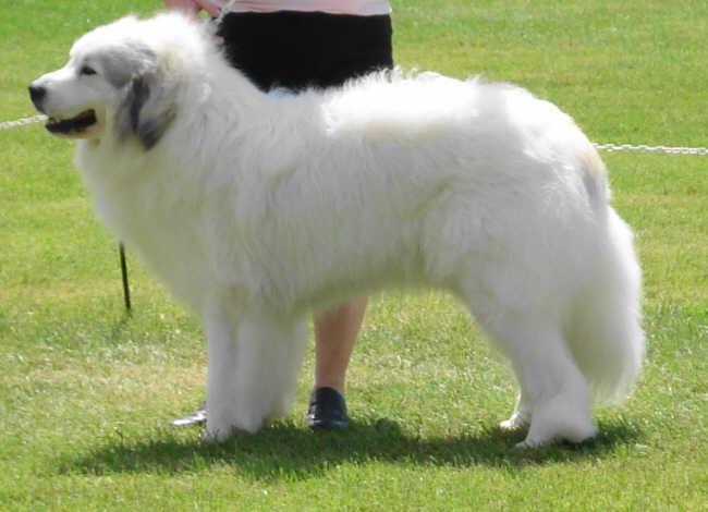 Пиренейская горная собака фото 2