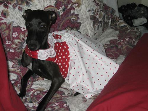 Итальянская борзая (левретка) фото 4