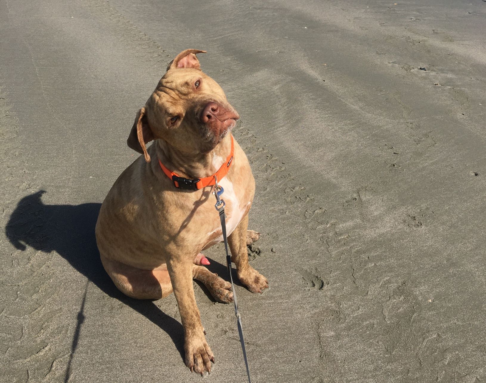 Питбуль (американский питбультерьер) фото 5