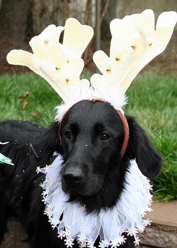 Прямошёрстный ретривер (Flat‑Coated Retriever) фото 7