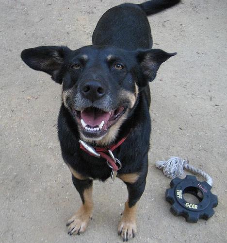 Австралийский келпи фото 9