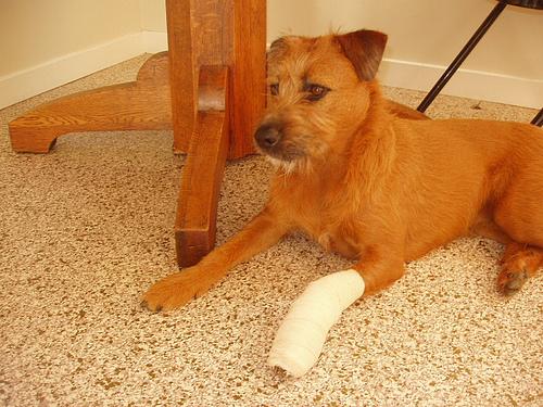 Ирландский терьер фото 10