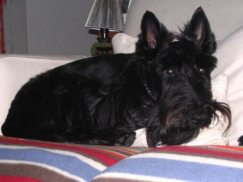 Шотландский терьер (скотч‑терьер) фото 12