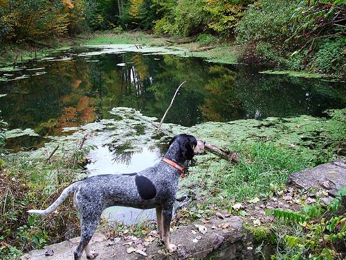Голубопятнистая гончая (блютик) фото 4