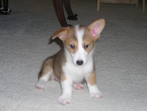 Вельш‑корги пемброк фото 4