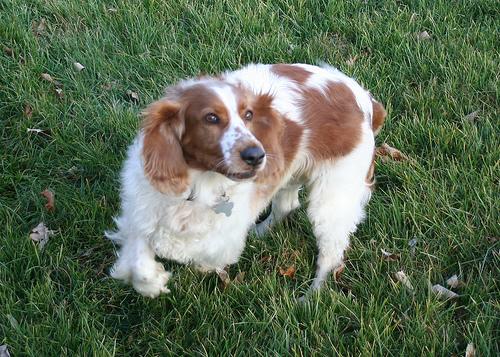 Вельш‑спрингер‑спаниель фото 6