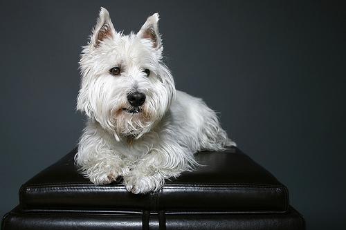 Вест‑хайленд‑уайт‑терьер фото 4