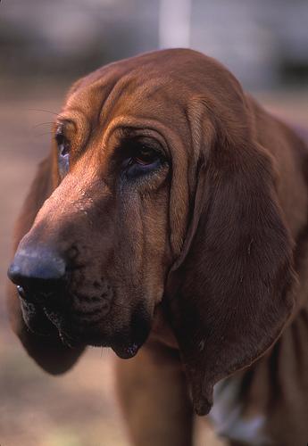 Кровяная гончая (бладхаунд) фото 1