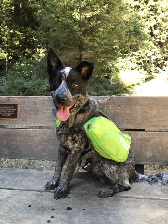 Австралийская пастушья собака (австралийский хилер, австралийский кеттл‑дог) фото 11