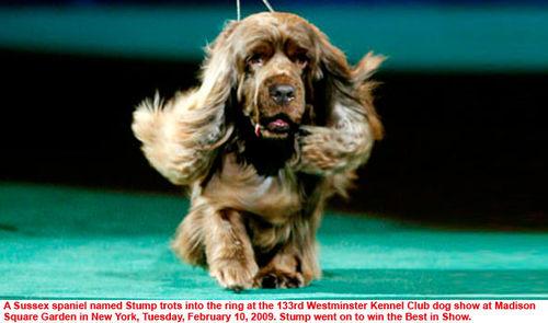 Суссекс‑спаниель фото 5