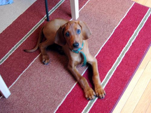 Редбоун‑кунхаунд (Redbone Coonhound) фото 4